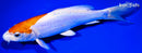 8.5" KIKUSUI