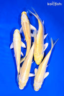 PACK OF (5) 5-6" YAMABUKI OGON KOI