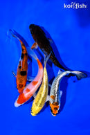 PACK OF (5) 4-5" STANDARD KOI