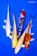 PACK OF (5) 5-6" STANDARD KOI