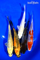 PACK OF (5) 6-7" STANDARD KOI