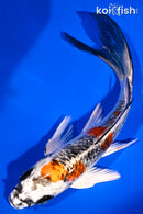 5.75" KUJAKU BUTTERFLY