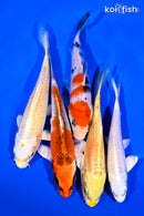 PACK OF (5) 5-6" STANDARD KOI