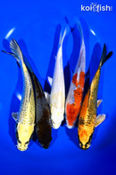 PACK OF (5) 6-7" STANDARD KOI