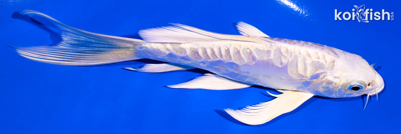 6" ARAGOKE PLATINUM OGON BUTTERFLY