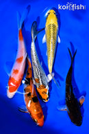 PACK OF (5) 4-5" STANDARD KOI