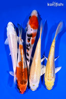 PACK OF (5) 5-6" STANDARD KOI