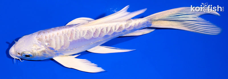 6" ARAGOKE PLATINUM OGON BUTTERFLY