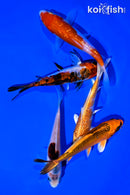 PACK OF (5) 4-5" STANDARD KOI