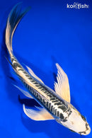 9" KIKOKURYU BUTTERFLY