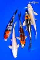 PACK OF (5) 5-6" STANDARD KOI