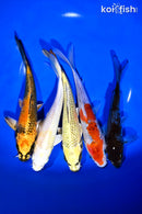 PACK OF (5) 6-7" STANDARD KOI