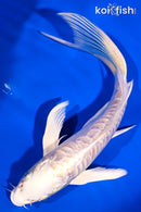 6" ARAGOKE PLATINUM OGON BUTTERFLY