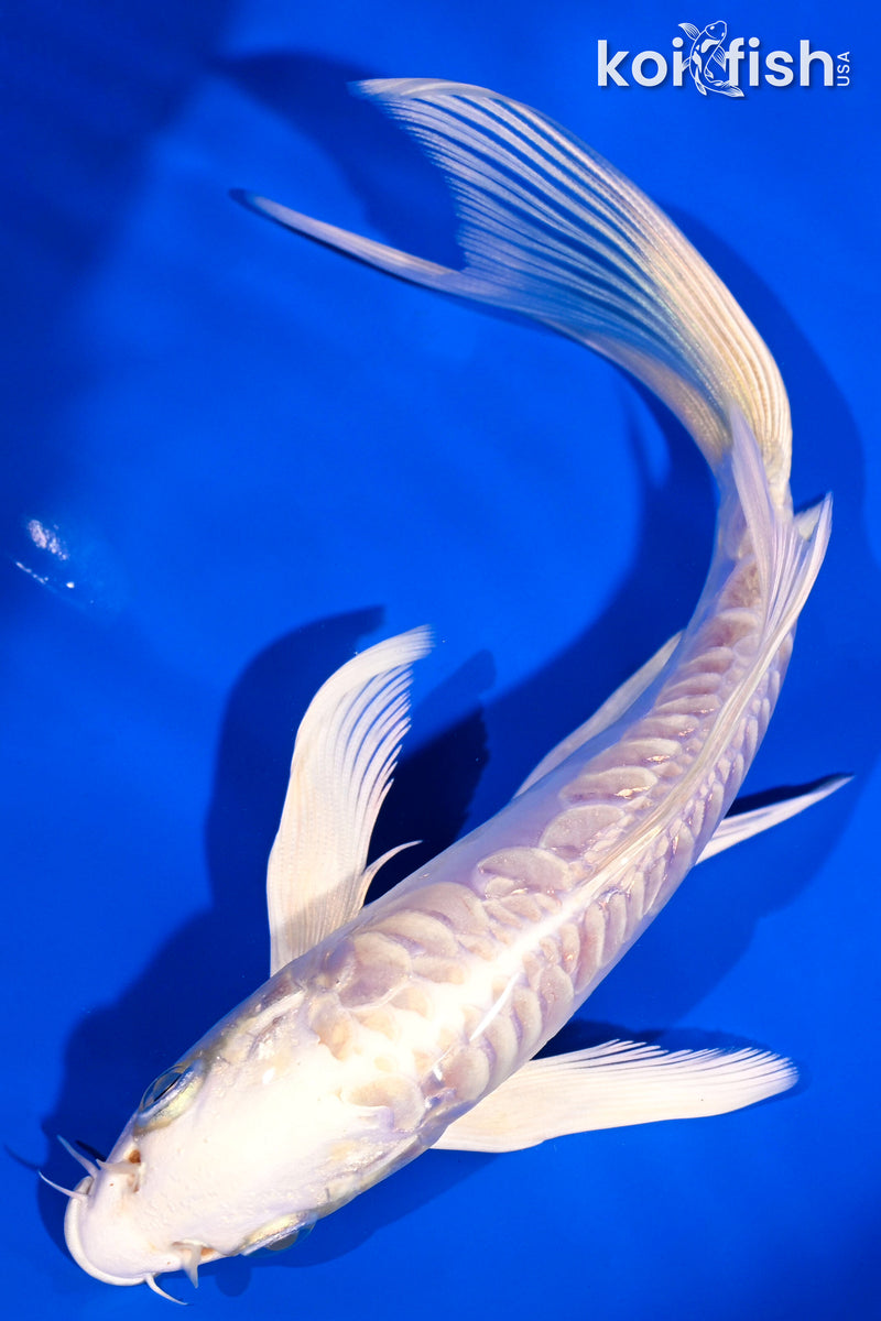 6" ARAGOKE PLATINUM OGON BUTTERFLY