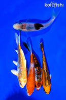 PACK OF (5) 4-5" STANDARD KOI