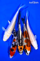 PACK OF (5) 5-6" STANDARD KOI