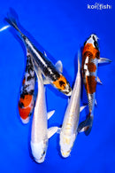 PACK OF (5) 5-6" STANDARD KOI