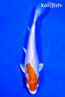8.5" KIKUSUI