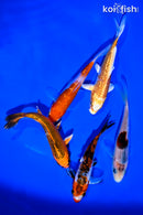 PACK OF (5) 4-5" STANDARD KOI
