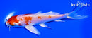 5.25" HARIWAKE BUTTERFLY
