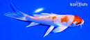5.25" HARIWAKE BUTTERFLY