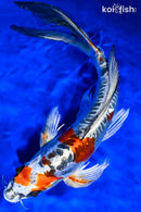 9.75" BENI KIKOKURYU BUTTERFLY