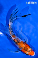 6.25" SANKE BUTTERFLY