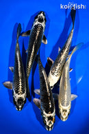 PACK OF (5) 6-7" GINGA KOI