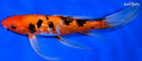 10.25" GINRIN AKA SANKE BUTTERFLY