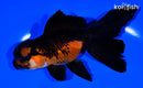 5.5" ORANDA GOLDFISH