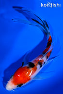 5.5" SANKE BUTTERFLY