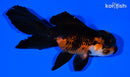 5.5" ORANDA GOLDFISH