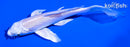 5" PLATINUM OGON BUTTERFLY