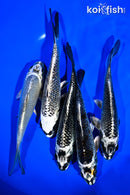 PACK OF (5) 6-7" GINGA KOI