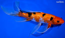 10.25" GINRIN AKA SANKE BUTTERFLY