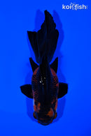 5.5" ORANDA GOLDFISH