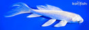 5" PLATINUM OGON BUTTERFLY