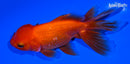 5.5" ORANDA GOLDFISH
