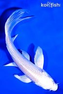 5" PLATINUM OGON BUTTERFLY