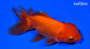 5.5" ORANDA GOLDFISH