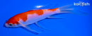 5.5" KOHAKU BUTTERFLY