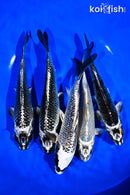 PACK OF (5) 6-7" GINGA KOI