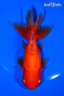 5.5" ORANDA GOLDFISH