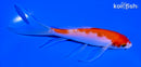 5.5" KOHAKU BUTTERFLY