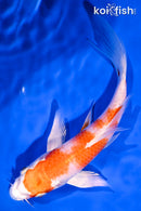 6" HARIWAKE BUTTERFLY