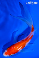 5.5" KOHAKU BUTTERFLY