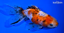 5" CALICO ORANDA GOLDFISH