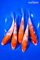 PACK OF (5) 6-7" KOHAKU KOI