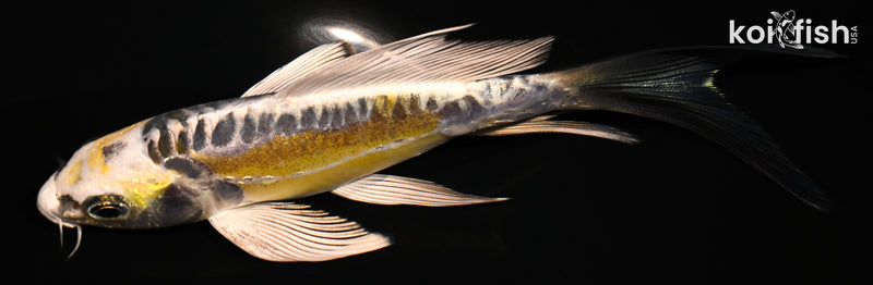 5.75" KIN KIKOKURYU BUTTERFLY