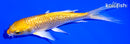 5.25" GINRIN YAMABUKI OGON BUTTERFLY